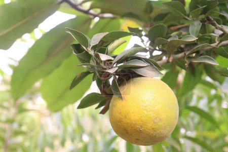 Photo for Citrus fruits on tree in farm for sell are cash crops.have nutrition, ample vitamin C.including sugars,dietary fiber,potassium, folate,calcium,thiamin,niacin,vitamin B6, phosphorus, magnesium, copper - Royalty Free Image