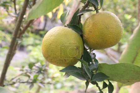 Photo for Citrus fruits on tree in farm for sell are cash crops.have nutrition, ample vitamin C.including sugars,dietary fiber,potassium, folate,calcium,thiamin,niacin,vitamin B6, phosphorus, magnesium, copper - Royalty Free Image