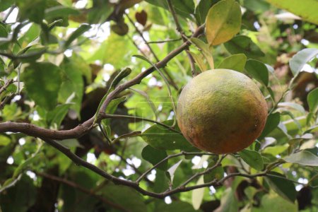 Las frutas cítricas en el árbol en la granja para la venta son cultivos en efectivo. Tenga nutrición, amplia vitamina C. incluyendo azúcares, fibra dietética, potasio, folato, calcio, tiamina, niacina, vitamina B6, fósforo, magnesio, cobre