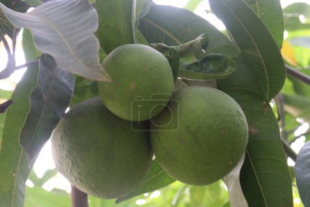 Photo for Bhogate on tree in farm for harvest are cash crops.have vitamin C, copper, fiber, potassium, nutritional, digestive wellness - Royalty Free Image