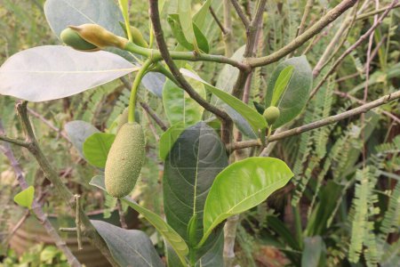 Photo for Jackfruit plant on farm for sell are cash crops. reduce high blood pressure,heart diseases,strokes,bone loss. is the fruit of jack tree Artocarpus heterophyllus, mulberry, and breadfruit family - Royalty Free Image