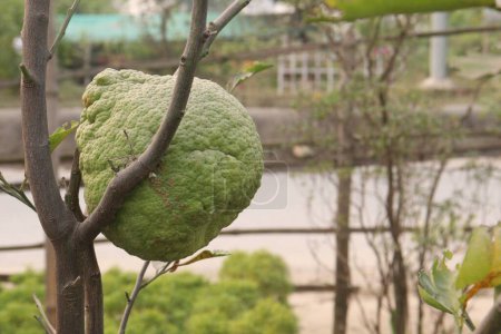 Citrus aurantium Lin sur l'arbre dans la ferme pour la récolte sont des cultures commerciales. pour traiter l'indigestion, la diarrhée, la dysenterie et la constipation. Dans d'autres régions, le fruit est utilisé pour traiter l'anxiété et l'épilepsie