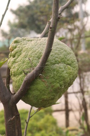 Téléchargez les photos : Citrus aurantium Lin sur l'arbre dans la ferme pour la récolte sont des cultures commerciales. pour traiter l'indigestion, la diarrhée, la dysenterie et la constipation. Dans d'autres régions, le fruit est utilisé pour traiter l'anxiété et l'épilepsie - en image libre de droit