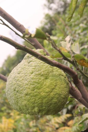 Citrus aurantium Linn on tree in farm for harvest are cash crops. to treat indigestion, diarrhea, dysentery, and constipation. In other regions, the fruit is used to treat anxiety and epilepsy