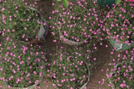 Foto de Gypsophila muralis planta de flores en vivero para la venta son cultivos comerciales. uso ornamental, para la medicina herbal. tratar dolencias respiratorias como tos y bronquitis - Imagen libre de derechos