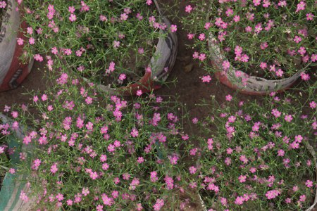 Foto de Gypsophila muralis planta de flores en vivero para la venta son cultivos comerciales. uso ornamental, para la medicina herbal. tratar dolencias respiratorias como tos y bronquitis - Imagen libre de derechos