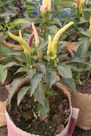 Bird's eye chilli farm for harvest are cash crops.It kills fungi,treats infections,which can prevent more diseases caused by infections.helps heal,calm joint pain,seizures by making muscles less tense