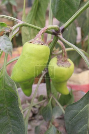 Habanero pepper on tree in farm for harvest are cash crops. Rich in Vitamins A, C, E, Its capsaicin content, is a metabolic booster aiding in weight loss and appetite control
