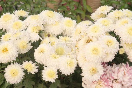 fleurs de chrysanthème blanc plante à la ferme pour la récolte sont des cultures commerciales.ont phénolique, antioxydant, antimicrobien, anti inflammatoire, anticancéreux, anti allergique, anti obésité, régulation immunitaire, hépatoprotecteur