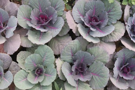 ornamental cabbage on nursery for sell are cash crops
