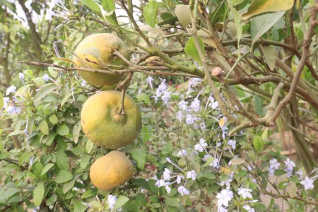 Citrus fruits on tree in farm for sell are cash crops.have nutrition, ample vitamin C.including sugars,dietary fiber,potassium, folate,calcium,thiamin,niacin,vitamin B6, phosphorus, magnesium, copper