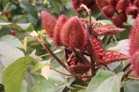 Photo for Achiote on tree for harvest are cash crops.for synthetic dyes in food.treat of diabetes,burns,fever,diarrhea,skin infections.rich in derivatives of carotenoids,terpenoids,tocotrienols,flavonoids - Royalty Free Image