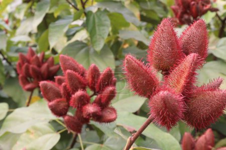 achiote on tree for harvest are cash crops.for synthetic dyes in food.treat of diabetes,burns,fever,diarrhea,skin infections.rich in derivatives of carotenoids,terpenoids,tocotrienols,flavonoids