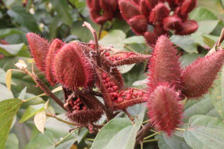 achiote on tree for harvest are cash crops.for synthetic dyes in food.treat of diabetes,burns,fever,diarrhea,skin infections.rich in derivatives of carotenoids,terpenoids,tocotrienols,flavonoids