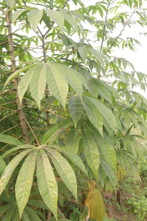 plantes de manioc à la ferme pour la récolte sont des cultures de rente, est un légume riche en calories qui contient beaucoup de glucides, vitamines clés, minéraux. avoir de la vitamine C, thiamine, riboflavine, niacine, protéine.