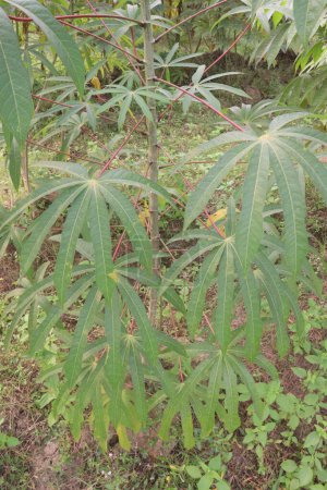 plantes de manioc à la ferme pour la récolte sont des cultures de rente, est un légume riche en calories qui contient beaucoup de glucides, vitamines clés, minéraux. avoir de la vitamine C, thiamine, riboflavine, niacine, protéine.