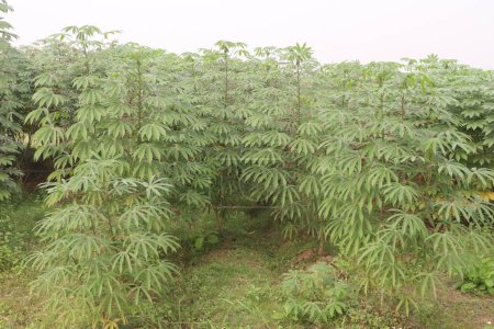cassava plant on farm for harvest are cash crops, is a calorie rich vegetable that contains plenty of carbohydrates, key vitamins, minerals. have vitamin C, thiamine, riboflavin, niacin, protein.