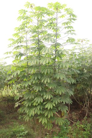 Photo for Cassava plant on farm for harvest are cash crops, is a calorie rich vegetable that contains plenty of carbohydrates, key vitamins, minerals. have vitamin C, thiamine, riboflavin, niacin, protein. - Royalty Free Image