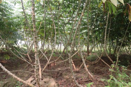 Téléchargez les photos : Plantes de manioc à la ferme pour la récolte sont des cultures de rente, est un légume riche en calories qui contient beaucoup de glucides, vitamines clés, minéraux. avoir de la vitamine C, thiamine, riboflavine, niacine, protéine. - en image libre de droit