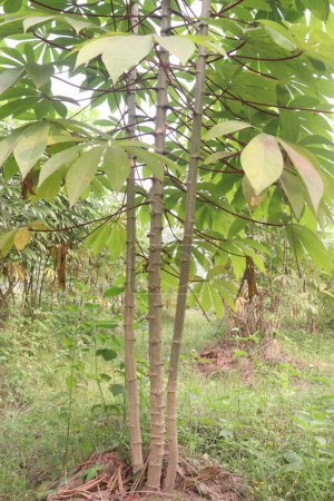 Téléchargez les photos : Plantes de manioc à la ferme pour la récolte sont des cultures de rente, est un légume riche en calories qui contient beaucoup de glucides, vitamines clés, minéraux. avoir de la vitamine C, thiamine, riboflavine, niacine, protéine. - en image libre de droit