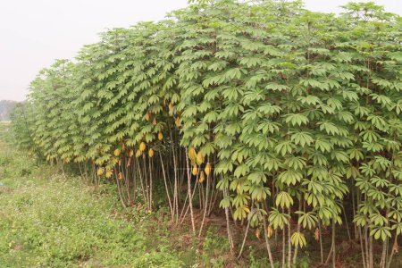 Maniok-Pflanze auf dem Bauernhof für die Ernte sind Cash-Pflanzen, ist ein kalorienreiches Gemüse, das viele Kohlenhydrate, wichtige Vitamine, Mineralstoffe enthält. Vitamin C, Thiamin, Riboflavin, Niacin, Protein.