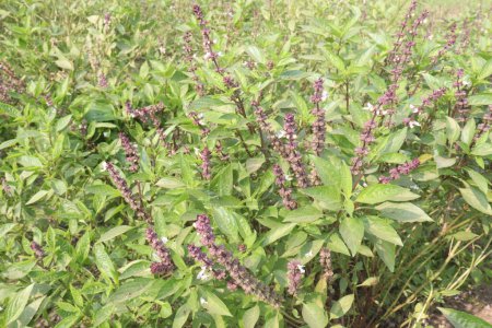 basil plant on farm for harvest are cash crops. help against cancer, diabetes, bacterial growth, arthritis, stress. reduce swelling, boost the immune system, and enhance heart health