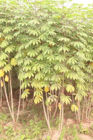 cassava plant on farm for harvest are cash crops, is a calorie rich vegetable that contains plenty of carbohydrates, key vitamins, minerals. have vitamin C, thiamine, riboflavin, niacin, protein.