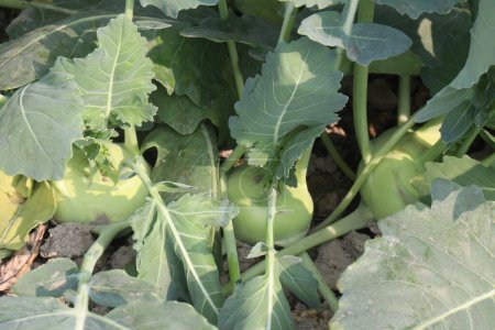 Kohlrabi on farm for harvest are cash crops, also called German turnip or turnip cabbage, is a biennial vegetable, It is a cultivar of the same species as cabbage, broccoli, cauliflower
