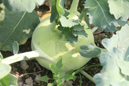 Kohlrabi on farm for harvest are cash crops, also called German turnip or turnip cabbage, is a biennial vegetable, It is a cultivar of the same species as cabbage, broccoli, cauliflower