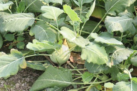 Kohlrabi auf dem Bauernhof für die Ernte sind Cash Crops, auch als deutsche Rübe oder Kohlrabi, ist ein zweijähriges Gemüse, Es ist eine Sorte der gleichen Art wie Kohl, Brokkoli, Blumenkohl