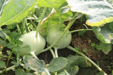 Téléchargez les photos : Kohlrabi à la ferme pour la récolte sont des cultures de rente, également appelé navet allemand ou chou navet, est un légume bisannuel, C'est un cultivar de la même espèce que le chou, brocoli, chou-fleur - en image libre de droit