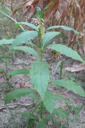 Indian snakeroot plant on jungle. The root is used to make medicine.is used for mild high blood pressure, nervousness, trouble sleeping (insomnia), mental disorders such as agitated psychosis,insanity
