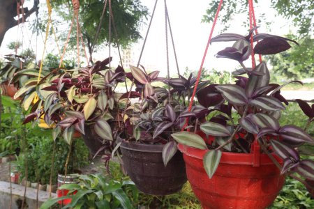 Inchplant plant on hanging pot in nursery for sell are cash crops. can air purifier, combating household toxins effectively, Psychological benefits include stress reduction and mood elevation