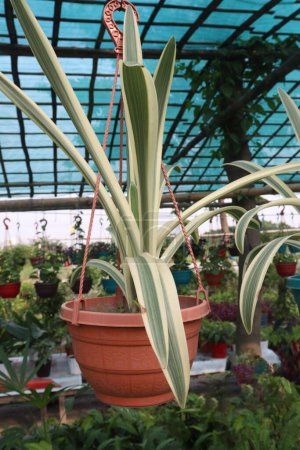 Hymenocallis caribaea Blütenpflanze in der Gärtnerei zum Verkauf sind Cash-Pflanzen. Das interessanteste Merkmal ist, dass diese Pflanze sogar unter Wasser wachsen kann, was sie zu hervorragenden Aquarienpflanzen macht.