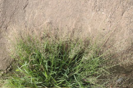 Eragrostis amabilis planta de hierba en el campo. Su hábito de crecimiento increíblemente espeso y mate lo convierte en una opción principal para el control de la erosión a lo largo de las carreteras