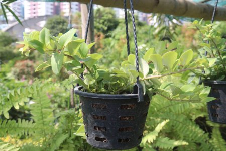 Aeschynanthus Lippenstift Bunte Pflanze auf Hängetopf in Gärtnerei zum Verkauf sind Cash-Pflanzen. Luftreinigung und geringe Wartung, zieht Kolibris und Nützlinge an und verbessert die Artenvielfalt