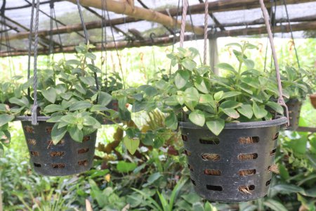 Aeschynanthus Lippenstift Bunte Pflanze auf Hängetopf in Gärtnerei zum Verkauf sind Cash-Pflanzen. Luftreinigung und geringe Wartung, zieht Kolibris und Nützlinge an und verbessert die Artenvielfalt
