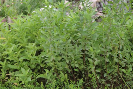 Photo for Lawsonia inermis plant on farm for sell are cash crops. have anti-inflammatory, hepatoprotective and hypoglycemic properties. have antibacterial, antifungal, immunostimulatory, antioxidant, cytotoxic - Royalty Free Image