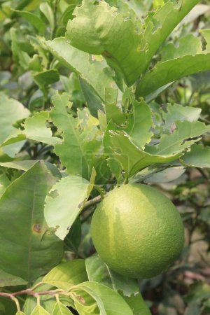 Zitronen am Baum auf dem Bauernhof für die Ernte sind Cash Crops. haben Vitamin C, lösliche Ballaststoffe. Zitronen können die Gewichtsabnahme unterstützen und das Risiko von Herzkrankheiten, Anämie, Nierensteinen, Verdauungsproblemen und Krebs verringern.