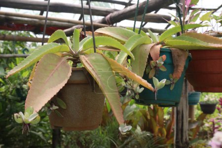 Kalanchoe gastonis bonnieri plant on hanging pot in nursery for sell are cash crops. treat the Injuries and illnesses related to cellular damage, especially Cancer, Deep Infectious Cuts,