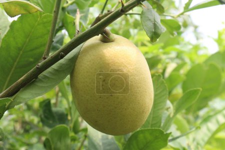 Los limones en el árbol en la granja para la cosecha son cultivos comerciales. tienen vitamina C, fibra soluble. Los limones pueden ayudar a perder peso y reducir el riesgo de enfermedades cardíacas, anemia, cálculos renales, problemas digestivos y cáncer.