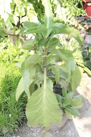 Kalanchoe mortagei Pflanze auf Baumschule zum Verkauf sind Cash-Pflanzen. verwendet, um Wunden zu lindern. Pilzinfektionen behandeln und sogar als Schmerzmittel bei Kopfschmerzen. Die Blätter haben antimikrobielle und entzündungshemmende Wirkung
