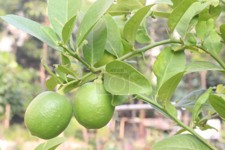 Lemons on tree in farm for harvest are cash crops. have vitamin C, soluble fiber. Lemons may aid weight loss and reduce your risk of heart disease, anemia, kidney stones, digestive issues, and cancer