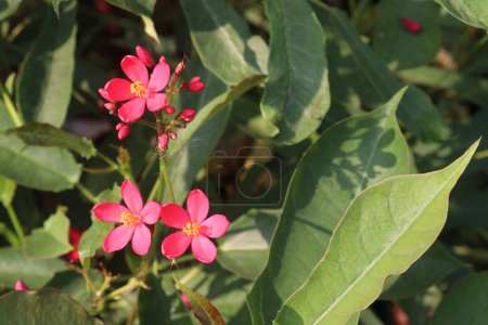 Photo for Jatropha Pandurifolia flower plant on nursery for sell are cash crops. a multipurpose, used as traditional medicine to cure various infections - Royalty Free Image