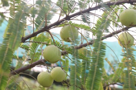Amla gooseberry on tree in farm for sell are cash crops and Helps Fight Against the Common Cold, source of Vitamin C, have excellent immunity boosting and antioxidant properties