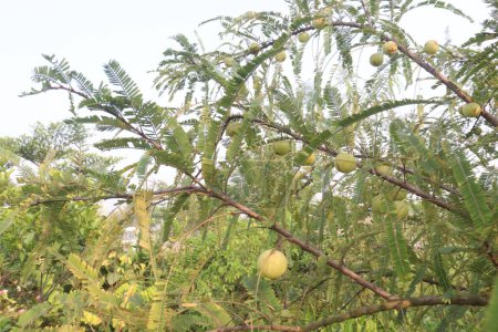 Amla grosella en el árbol en la granja para la venta son cultivos comerciales y ayuda a luchar contra el resfriado común, fuente de vitamina C, tienen excelentes propiedades de refuerzo de la inmunidad y antioxidantes