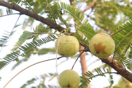 Amla-Stachelbeere auf Baum in Bauernhof zum Verkauf sind Cash-Pflanzen und hilft bei der Bekämpfung der Erkältung, Quelle von Vitamin C, haben hervorragende immunitätssteigernde und antioxidative Eigenschaften