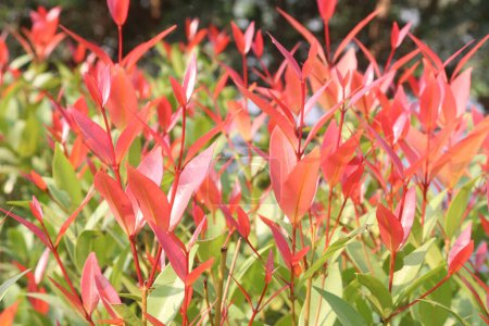 Leucothoe axillaris Little Flames produces fiery crimson new shoots that stand out from the mature glossy green foliage beneath. The white spring flowers are carried in dainty racemes