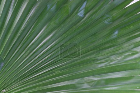 Foto de Licuala grandis planta en vivero para la venta son cultivos comerciales. Esta palmera de hoja perenne es ideal para pequeños. un humidificador y desintoxicante natural que elimina el monóxido de carbono y libera oxígeno - Imagen libre de derechos