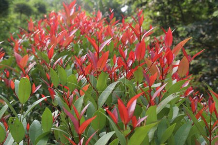 Photo for Leucothoe axillaris Little Flames produces fiery crimson new shoots that stand out from the mature glossy green foliage beneath. The white spring flowers are carried in dainty racemes - Royalty Free Image